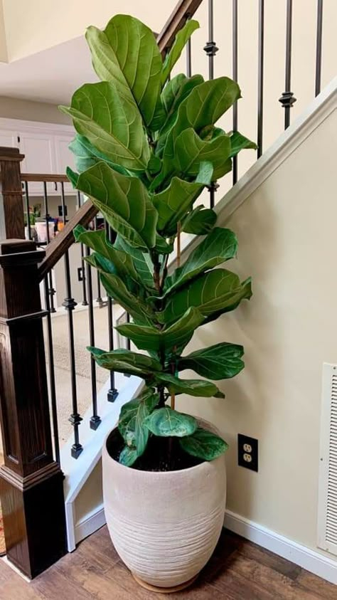 Plant With Big Leaves, Large House Plants, Big Leaf Plants, Big Indoor Plants, Botanical Interior, Fig Plant, Living Room Plants, Inside Plants, Plant Decor Indoor