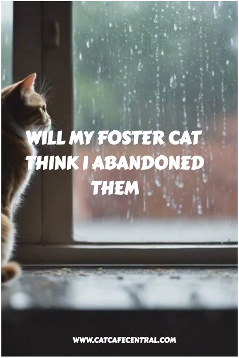 🏠 Did you leave your foster cat feeling abandoned? Learn how to ease their worries! 😻 #fostercare #catparenting #rescuecat Senior Cat Care, Feeling Abandoned, Foster Cat, Cat Nutrition, Feeling Scared, Munchkin Cat, Cat Shedding, Kitten Care, Emotional Awareness