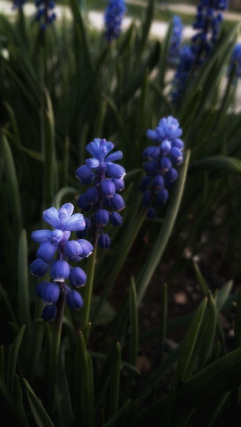 Hyacinth flowers