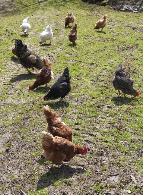 Chickens on farm. Group of free range chickens on mud and grassy farmland , #AFF, #Group, #free, #Chickens, #farm, #range #ad Chickens Farm, Illustration Reference, Free Range Chickens, Chicken Farm, Free Range, Vector Design, Stock Images, Chicken, Range