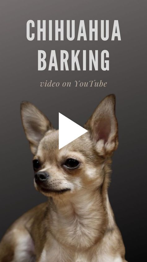 Chihuahua Dogs Funny, Dog Teeth Care, Dog Barking Video, Dog Barking Sound, Youtube Dogs, Chihuahua Breeds, Teacup Chihuahua Puppies, Puppy Barking, Cute Teacup Puppies