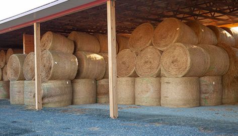 Let’s get beyond the discussion whether storing hay in a barn versus outside on the ground is a paying proposition. It is.Instead, let’s focus on building the right hay barn for your needs. That w,Hay Cattle Barn Designs, Cattle Feeder, Livestock Barn, Hay Storage, Cattle Barn, Barn Apartment, Hay Barn, Barn Storage, Farm Plans