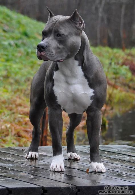 35 Pictures That Will Restore Your Faith In Pit Bull Terriers – The Paws Demetrius Johnson, Ras Anjing, Pitbull Dog Breed, Haiwan Comel, Bully Breeds Dogs, Anak Haiwan, Psy I Szczenięta, 강아지 그림, Red Pearl