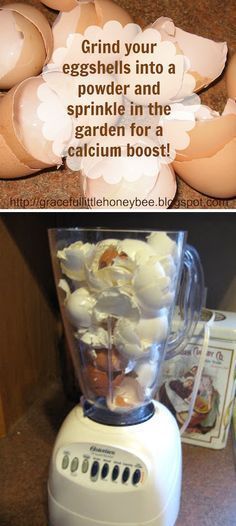 3. Give Your Garden A Calcium Boost My blender rarely sees daylight, but now it might just get the chance to see the kitchen counter with this genius tip! I’m starting to understand the idea behind compost a little more now that I’m dabbling in the garden, so this just makes a lot of sense to me. Just like grinding your food makes it easier to digest, grinding eggshells makes it easy for your garden to absorb the calcium egg shells provide. Composting For Beginners, Gardening Indoors, City Farm, Organic Compost, Organic Vegetable Garden, Miscellaneous Items, Organic Gardening Tips, Seasonal Garden, Vegetable Gardening