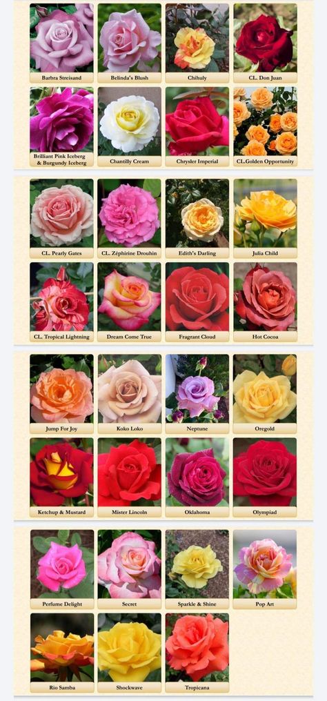 Red Rose Varieties, Types Of Roses To Grow, Varieties Of Roses, Indian Rose Flower, Different Roses Types, Types Of Roses Chart, Roses Types, Rose Species, Different Type Of Flowers