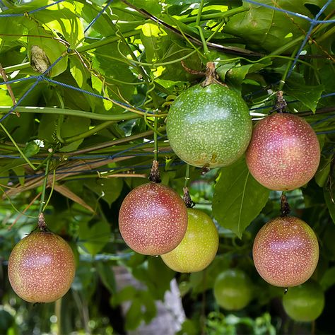 Looking to add a touch of exotic flavor and beauty to your backyard oasis? Look no further than Passiflora edulis, also known as Passion Fruit Tree! This stunning vine not only produces delicious and aromatic fruits but also adds a burst of vibrant color with its unique purple flowers.The Passion Fruit Vine is easy to grow and maintain, making it the perfect addition to any homeowner's garden or patio. With proper care, this tropical plant can thrive in various climates, providing you with an ab Passion Fruit Tree, Passion Fruit Vine, Passiflora Edulis, Passion Fruit Plant, Passion Vine, Types Of Fruit, Fruit Tree, Flavored Drinks, Fruit Plants