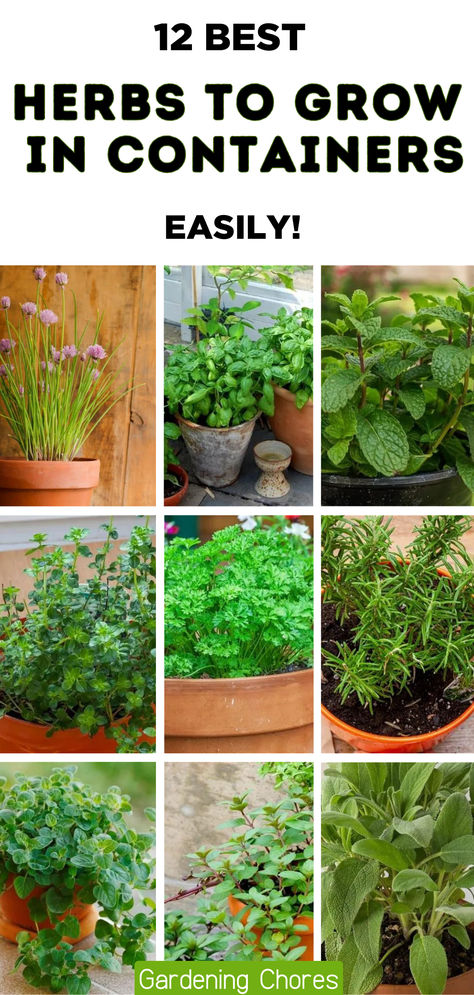 12 Of The Best Herbs To Grow In Pots And Containers Must Have Herbs In Garden, Herbs Container Garden, How To Grow Herbs Inside, Back Deck Herb Garden, Herb Pots Outdoor Container Gardening, Herb Garden In Pots Outdoors, Herbs For Garden, Growing Mint In Pots, How To Plant Herbs In Pots