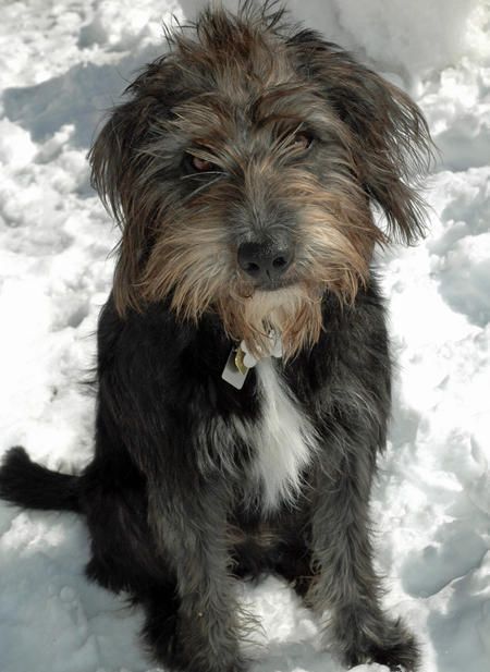 Teddy the Mixed Breed Scruffy Dogs, Dog Shelter, Foster Family, Terrier Mix Dogs, Animal Antics, Dog Rooms, Dog Rules, Mixed Breed Dogs, Rescue Dog