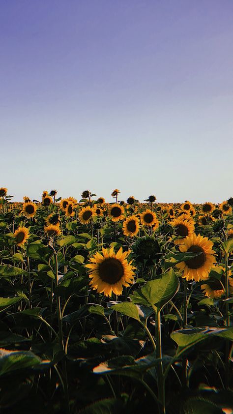 Sunflower Field Wallpaper, Sunflowers Aesthetic, Field Wallpaper, Sunflowers And Daisies, Sunflower Pictures, Witchy Wallpaper, Sunflower Wallpaper, Flower Therapy, Phone Wallpaper Patterns