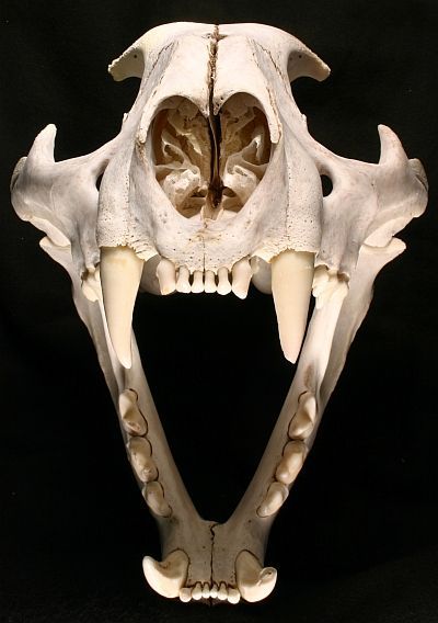 Tiger Skull, Skull Anatomy, Skull Reference, Wolf Skull, Animal Skeletons, Animal Skull, Vulture Culture, Cat Skull, Animal Bones