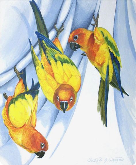 Susan A. Walton | Trouble - Sun Conure Trio Sun Conure Parrot, Trio Art, Parrot Drawing, Sun Conure, Animal Portraits Art, Tropical Art, Bird Drawings, Art Inspiration Painting, Bird Art