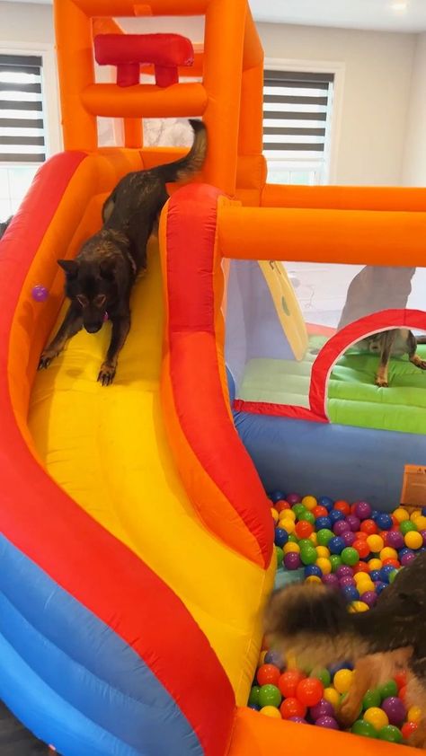 German Shepherds Ball Pit Bounce House Surprise | German Shepherd dog, dog, living room | German Shepherds Get A Ball Pit Bounce House Surprise! 🤩 - We surprised our three dogs today by turning our living room into a big bouncy ball pit house!... | By Jade the Sable GSD Pit House, Bouncy House, Bouncy Ball, Three Dogs, Crochet Halter, Ball Pit, School Snacks, Bounce House, German Shepherd Dog