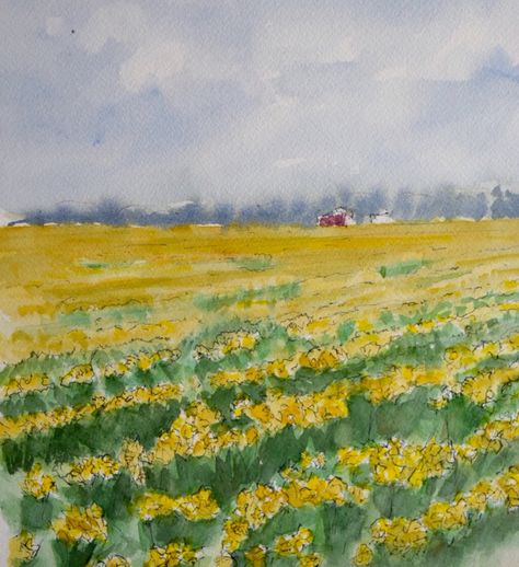 Field of daffodils Daffodils Drawing, Field Of Daffodils, Urban Sketching, Painting Tips, Watercolor And Ink, Kids Stuff, Daffodils, Ink Drawing, Drawing Sketches