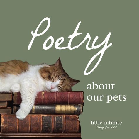 What better way to express your fondness for your four-legged friends than through poetry? Poems on pets have been around for centuries, and they continue to captivate the hearts of animal lovers worldwide. Pet Poems, Cat Poems, Classic Poems, Friend Poems, Best Friend Poems, Best Poems, Poems Beautiful, If Rudyard Kipling, Poetry Poem