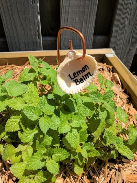 Next time you're at Lowe's grab some copper wire to make this gorgeous idea for your garden Seashell Garden, Garden Plant Markers, Copper Garden, Diy Copper, Seashell Projects, Garden Labels, Copper Diy, Plant Labels, Garden Markers