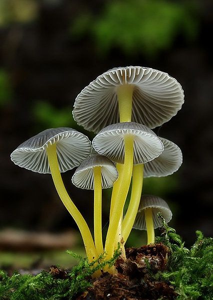 (100+) Tumblr Mushrooms Growing, Mushroom Pictures, Plant Fungus, Fotografi Alam Semula Jadi, Mushroom Fungi, Mushroom Design, Mushroom Art, Wild Mushrooms, Alam Semula Jadi