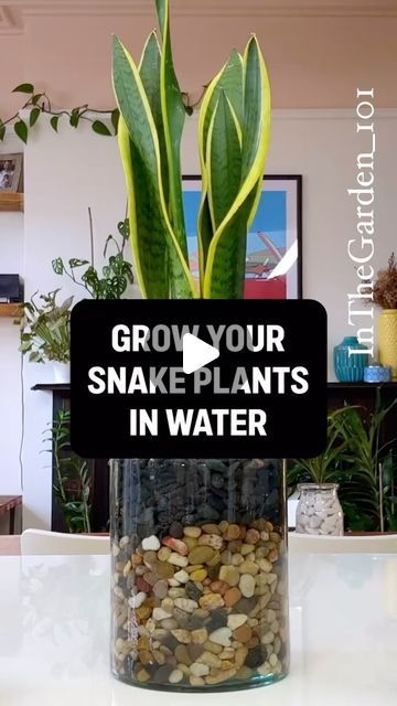 Snake Plant In Water Vase, Snake Plant Planter Ideas, Shower Plant Ideas, Snake Plant Decor, Snake Plant Indoor, Water Plants Indoor, Plants Grown In Water, Plant In Glass, Water Snake