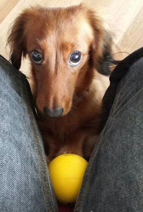 via Everyone Loves A Dachshund... such an adorable face!! <3 Dachshund Funny, Whippet Dog, Doxie Dogs, Puppy Dog Eyes, Weenie Dogs, Dachshund Lovers, Dachshund Puppies, Dachshund Love, Weiner Dog