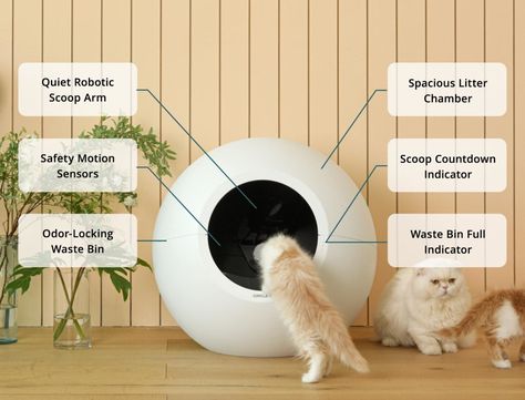 Cat Gadgets, Pretty Litter, Best Litter Box, Automatic Litter Box, Litter Robot, Self Cleaning Litter Box, Cleaning Litter Box, Colorful Hairstyles, Cat Sanctuary