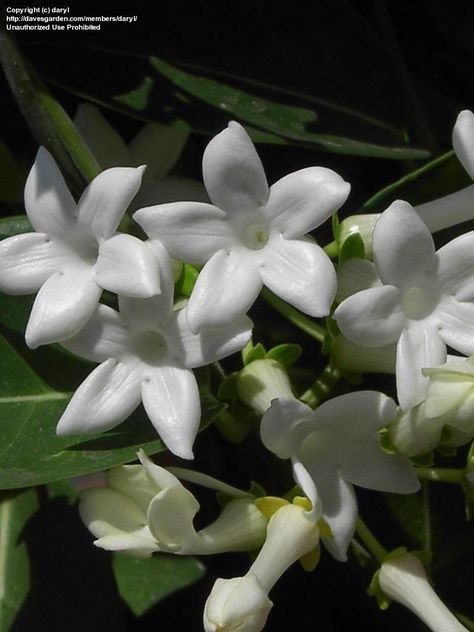 Stephanotis Madagascar Jasmine, Jasmine Bouquet, Hawaiian Wedding Flowers, Flower Combinations, Wedding Vow Renewal Ceremony, Jasmine Bridal, Icing Flowers, Bridal Wreath, Wax Flower