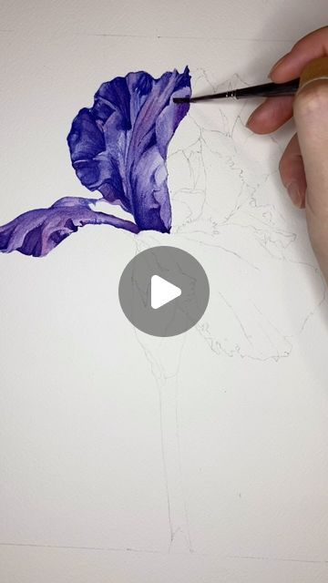 Emma Speelman | watercolor artist on Instagram: "Managed to find some time to paint today! My sister and her husband are visiting and I’ve been soaking up all the family time I can.  Today consisted of rewatching Love Island and drinking margs. 10/10 day 💜 . . . #watercolortutorial #watercolorprocess #paintingprocess #iris #watercolorflowers #watercolorpainting #watercolorflorals #watercolorreel #watercolour #aquarelle" Iris Watercolor Painting, Watercolor Iris, Watercolour Tutorials, Color Inspo, Love Island, Painting Process, Watercolor Techniques, Artist On Instagram, Watercolor Artist