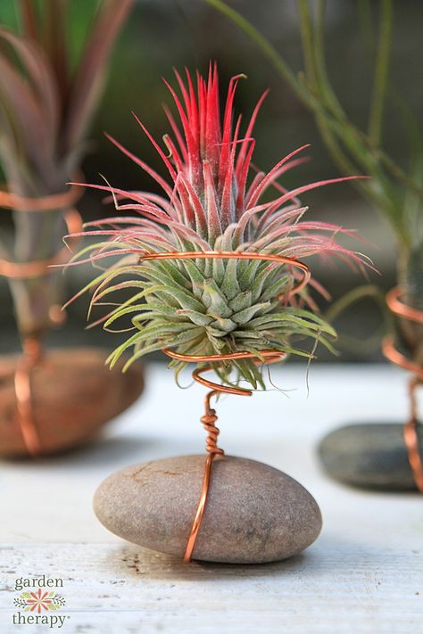 Air Plant Holder with Rock and Wire {DIY Air Plant Display} - Garden Therapy Air Plants Diy, Air Plant Garden, Tanaman Air, Northwest Flowers, Air Plants Decor, Air Plants Care, نباتات منزلية, Air Plant Display, Decoration Plante