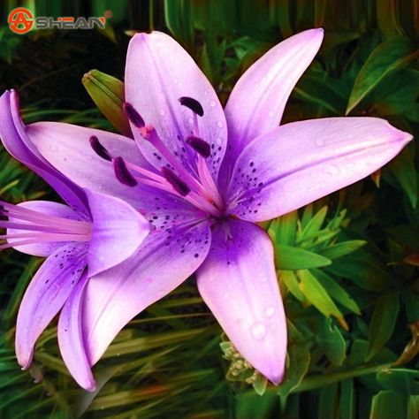 Purple Lily Promotion-Shop for Promotional Purple Lily on ... Lilium Flower, Courtyard Plants, Lily Seeds, Orchid Seeds, Purple Lily, Seed Pots, Flower Perfume, Lily Garden, Lily Bulbs