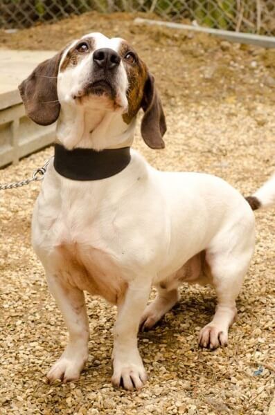 17 Most Bizarre Basset Hound Mixes Tall Dogs, Basset Hound Mix, Dog World, Tallest Dog, Basset Hounds, Chihuahua Mix, Dogs Of The World, Mixed Breed, Basset Hound