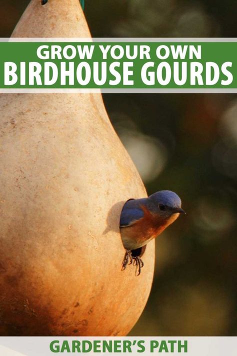 Birdhouse gourds (Lagenaria siceraria) are fun plants for the whole family. Learn how to start them from seed and train the twisting vines on arbors and trellises for a homegrown hideaway, then watch blossoms give way to hard-shelled hanging fruit that's perfect for making decorative homes for the birds. Read more now. #gourds #birdhouses #vines #gardenerspath Gourds Diy, Birdhouse Gourds, Growing Squash, Gourds Birdhouse, For The Birds, Gourds Crafts, Family Learning, Easy Coffee, Painted Gourds