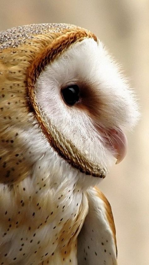 Bird Side Profile, Owl Side Profile, Barn Owl Wallpaper, Owl Profile, Bird Profile, Owl Wallpaper Iphone, Owl Beautiful, Pet Owl, Owl Portrait