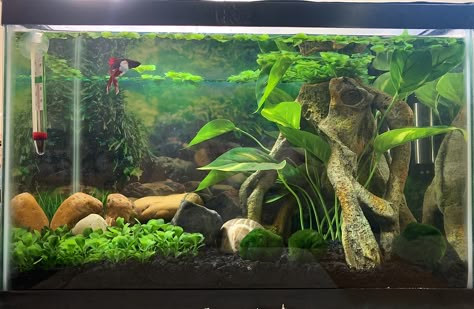 Sorority Fish Tank, Betta Aquascape Planted Aquarium, Girly Aquarium Ideas, Multiple Betta Fish Tank Ideas, Betta Fish Tank Decor, Natural Betta Tank, 45 Gallon Fish Tank Ideas, Aesthetic Beta Fish Tank, Betta Fish Planted Tank