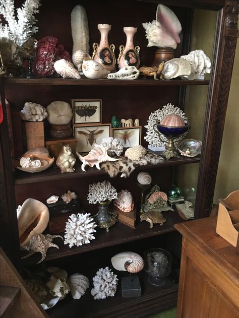 Vintage Booth Display, Apothecary Decor, Shell Display, Cabinet Of Curiosity, British Colonial Decor, Collection Display, Shell Collection, Natural Curiosities, Cabinet Of Curiosities