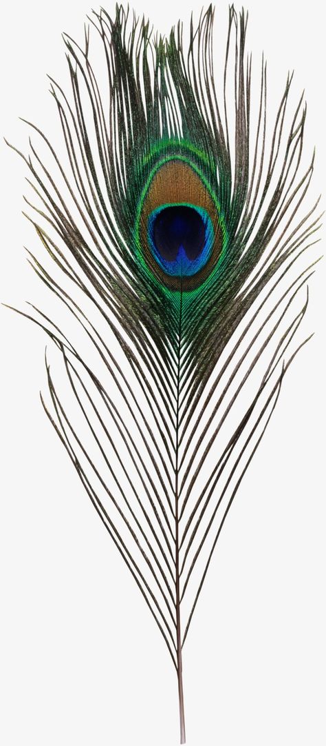 Feather Png, How To Make Canvas, Peacock Feather Art, राधा कृष्ण वॉलपेपर, Feather Drawing, Birthday Things, Peacock Painting, Animal Print Wallpaper, Peacock Pattern