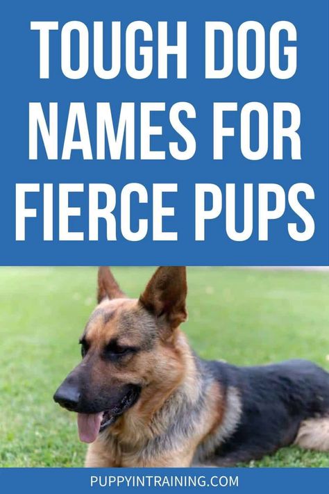 Best Tough Dog Names For Fierce Pups Tough Dog Names Boys, Strong Dog Names Male, Cool Dog Names Boys, Strong Dog Names, Tough Dog Names, Big Dog Names, Dogs Names List, Black Dog Names, Dog Names Unique