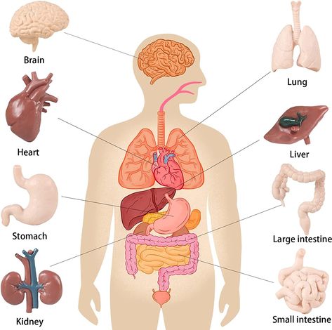 Human Organ Diagram, Third Grade Science Projects, Montessori Classroom Layout, Human Body Organ System, Human Body Science Projects, Human Body Crafts, Summer Science Activities, Kindergarten Science Activities, Free Human Body