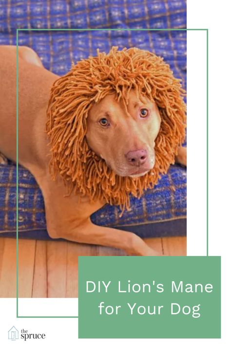 Dog Lion Costume, Lion Costume Diy, Dog Lion Mane, Make Your Own Costume, Basic Knitting, Diy Tulle, Lion Costume, Lion's Mane, A Haunted House