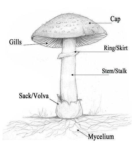 Mushroom Diagram, Ring Of Mushrooms, Parts Of A Mushroom, Mushroom Stamp, Mushrooms Drawing, Types Of Mushrooms, Mushroom Identification, Mushroom Species, Bubble Drawing