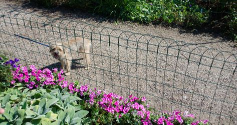 Fence To Keep Dogs Out Of Flower Bed, Keeping Dogs Out Of Garden, How To Keep Dogs Out Of Garden, Keeping Dogs Out Of Flower Beds, Keep Dogs Out Of Flower Beds, Keep Dogs Out Of Garden, Cheap Dog Fence Ideas, Cheap Dog Fence, Dog Fence Ideas