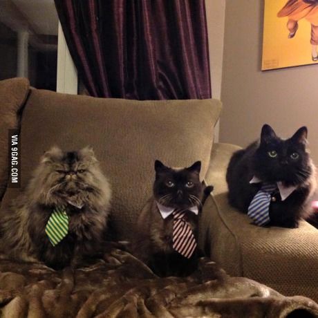 My friends mom got their cats all ties today Friday Funny Images, Best Cat Gifs, Cat Humor, Kitten Photos, Kitten Pictures, Funny Cat Pictures, Funny Cat Videos, Cats Meow, Crazy Cat Lady