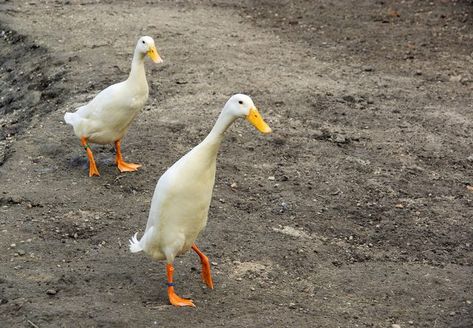 Duck Identification, Indian Runner Ducks, Types Of Ducks, Duck Breeds, Runner Ducks, Duck And Ducklings, Pet Ducks, White Runners, Baby Duck