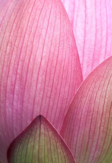 lotus petals #abstractphotography