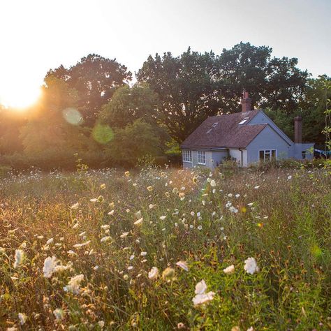 Luminaire on Instagram: “Wildflower meadow magic by @scribbleanddaub. . . . 📷 @markwinwooduk . . . #Luminaire #SourceWithLuminaire #TheFutureOfShoppingIsPersonal…” Tarah Dewitt, Wild Flower Meadow, Wildflower Meadow, Cottage In The Woods, Spring Beauty, Summer Landscape, Flower Quotes, Anne Of Green Gables, The Meadows