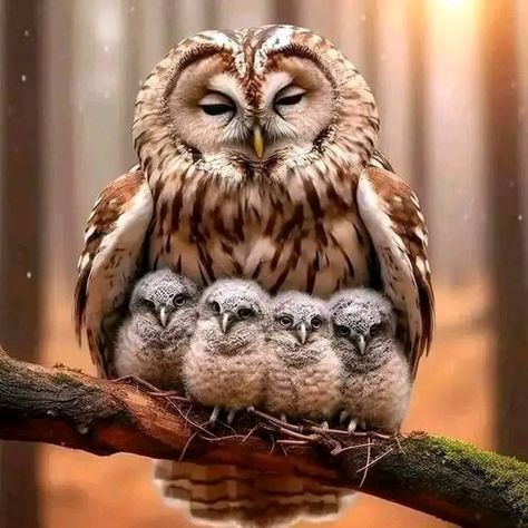 Awesome Owls, Owl Artwork, I'm Not Perfect, Owl Images, Wildlife Pictures, Barred Owl, Owls Drawing, Owl Family, Owl Pictures