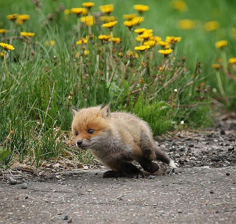 Fox Pups, Friendly Fox, Pet Fox, Baby Fox, Cute Fox, Animal Photo, 귀여운 동물, Cuteness Overload, Animals Friends