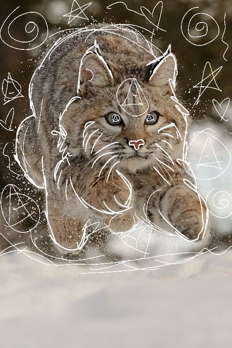 lynx in snow! jst a cute lil jump ⛄️🌨️ Lynx Jumping, Snow Pfp, Lynx Therian, Lynx, Collage, Pins, White, Quick Saves