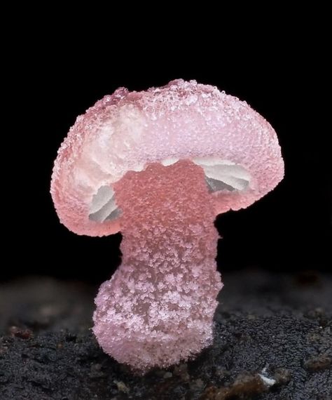 Mycena roseoflava mushroom.  Photo credit:  @cyanesense IG. Wild Mushroom Photography, Macro Photography Nature, Mushroom Images, Mushroom Pictures, Pink Mushroom, Slime Mould, Mushroom Fungi, Modern Crafts, Things Under A Microscope