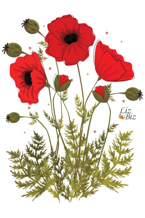 Red Poppy Illustration, Red Poppy Flower Drawing, Red Poppy Drawing, Red Flower Drawing, Poppy Flower Illustration, Poppies Illustration, Poppy Illustration, Poppy Flower Design, Poppy Flower Drawing