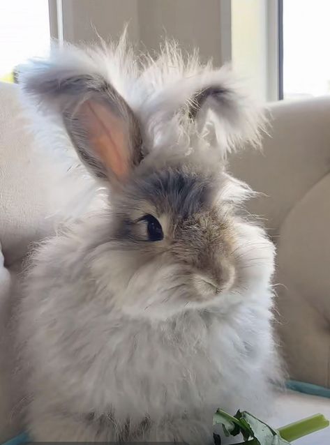 English Angora Rabbits For Sale | Portland, OR English Lop Rabbit, French Angora Rabbit, English Angora Rabbit, Angora Bunny, English Angora, Rabbits For Sale, Fluffy Rabbit, Rabbit Pictures, Rabbit Breeds