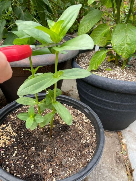 How to Easily Grow Stunning Potted Zinnias from Seed Planting Zinnias From Seed, Potted Zinnias, Zinnias From Seed, Growing Zinnias From Seed, Saving Seeds, Companion Planting Vegetables, Small House Garden, Zinnia Garden, Herb Containers