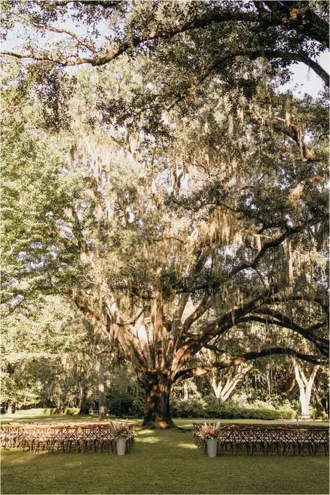 Outdoor Wedding Under Tree, Eden Gardens State Park Wedding, Under Oak Tree, 30a Beach House, Oak Tree Wedding Ceremony, Eden Gardens State Park, Park Wedding Reception, Tree Wedding Ceremony, Beach House Wedding